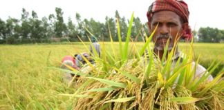 রংপুরের বোরো ধানের বাম্পার ফলনের পরও কৃষকরা হতাশায়