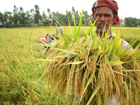 rangpur boro dhan bampper folon