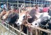 রাজধানীর ২৪টি স্থানে বসবে কোরবানির পশুরহাট