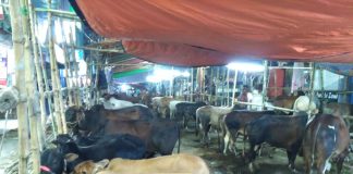 শনির আখড়া কোরবানির পশুর হাটে অলস সময় পার করছে পশু বিক্রেতারা