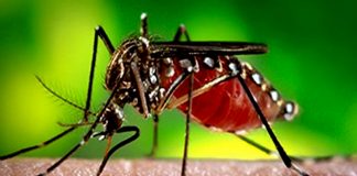 ডেঙ্গু পরিস্থিতি