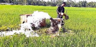 হতাশ ফুলবাড়ীর কৃষকরা; খরার কবলে আমন খেত, সেচই একমাত্র ভরসা
