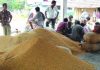 সরকার ধান সংগ্রহ না করায় হতাশ কৃষকরা