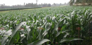 নাগেশ্বরীতে ভুট্টার বাম্পার ফলনের সম্ভাবনা