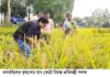 চলনবিলের কৃষকের ধান কেটে দিলেন প্রতিমন্ত্রী পলক