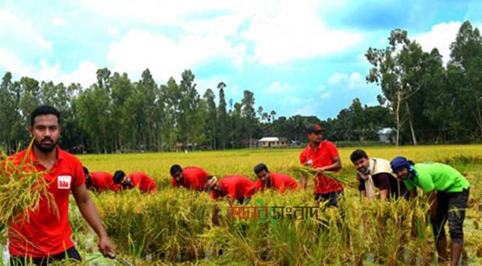 কুড়িগ্রাম জেলা ছাত্রলীগ অসহায় কৃষকের ধান কেটে বাসায় পৌঁছে দিলো