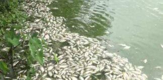 পূর্ব শত্রুতার জেরে পুকুরে বিষ