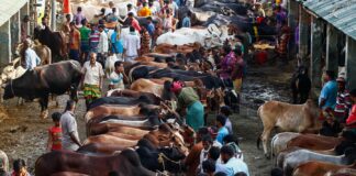 পশুর হাটে ও কোরবানিকালীন স্বাস্থ্যবিধি মেনে চলার নির্দেশিকা