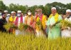 হাওরে প্রায় শতভাগ বোরো ধান কাটা শেষ : কৃষিমন্ত্রী