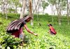 মাসে কমপক্ষে একদিন পঞ্চগড়ে চা নিলামে বিক্রি করতে চায় পঞ্চগড়ের ব্যবসায়ীগণ