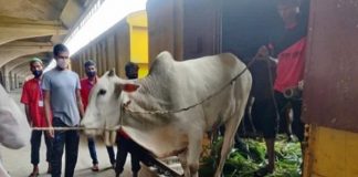 ৮ শতাধিক পশু ঢাকায় আসলো ক্যাটল স্পেশাল ট্রেনে
