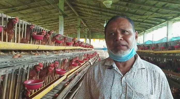 বন্ধুর পরামর্শে ব্রয়লার ছেড়ে লেয়ারে সফলতা