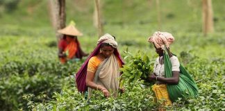 চা-শ্রমিকদের মাঝে অনুদান এবং দুটি বিদ্যালয় ভবন উদ্বোধন করলেন পরিবেশমন্ত্রী